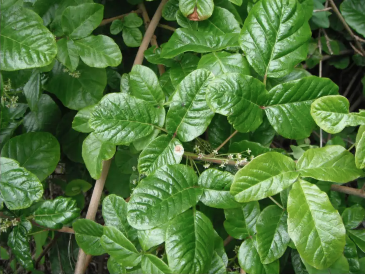 The leaves of the pacific poison oak tree. (Image Courtesy of the Midpeninsula Regional Open Space Organization)